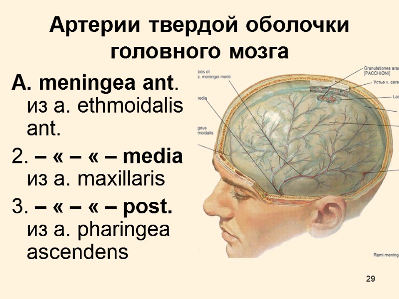 29 Артерии твердой оболочки головного мозга A. meningea ant. из а. ethmoidalis ant. 2.